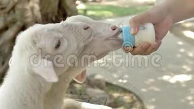 用<strong>小奶瓶</strong>喂<strong>小</strong>羊，用手喂羊奶.